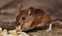 24 Hour & Emergency Exterminators in Rutland, PA